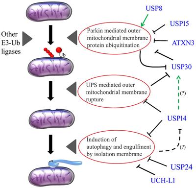 Deubiquitinating Enzymes in Parkinson’s Disease